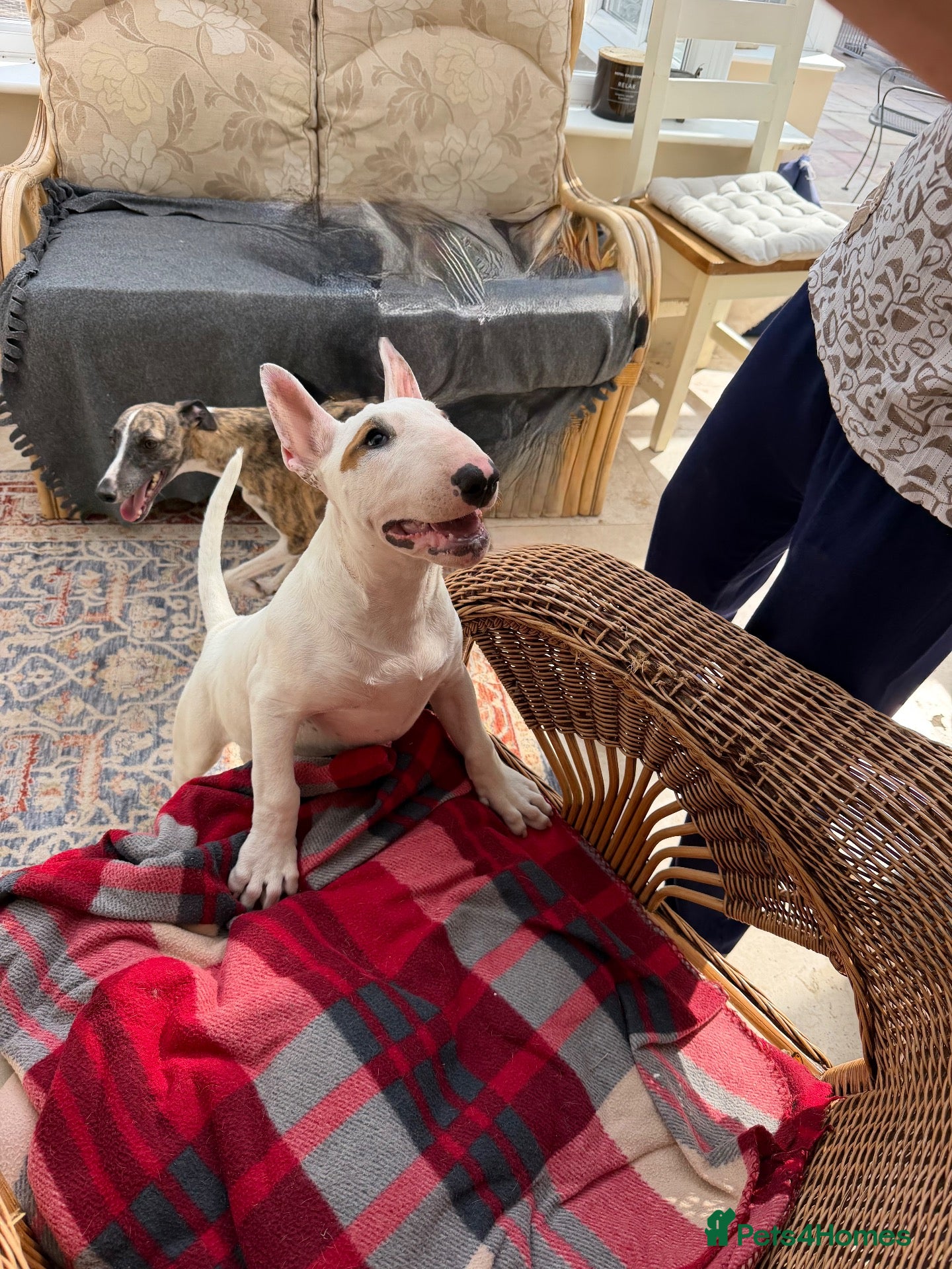 Bull Terrier dogs Healthy, happy, friendly trained 5-mo BT puppy boy - Advert 2
