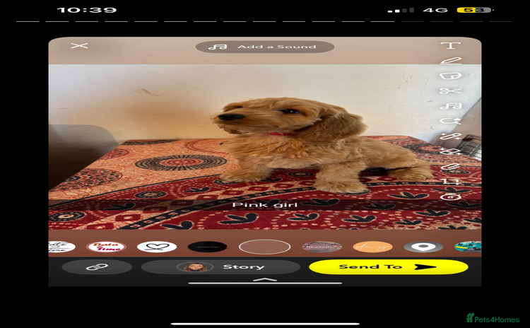 Labradoodle dogs - Advert 7