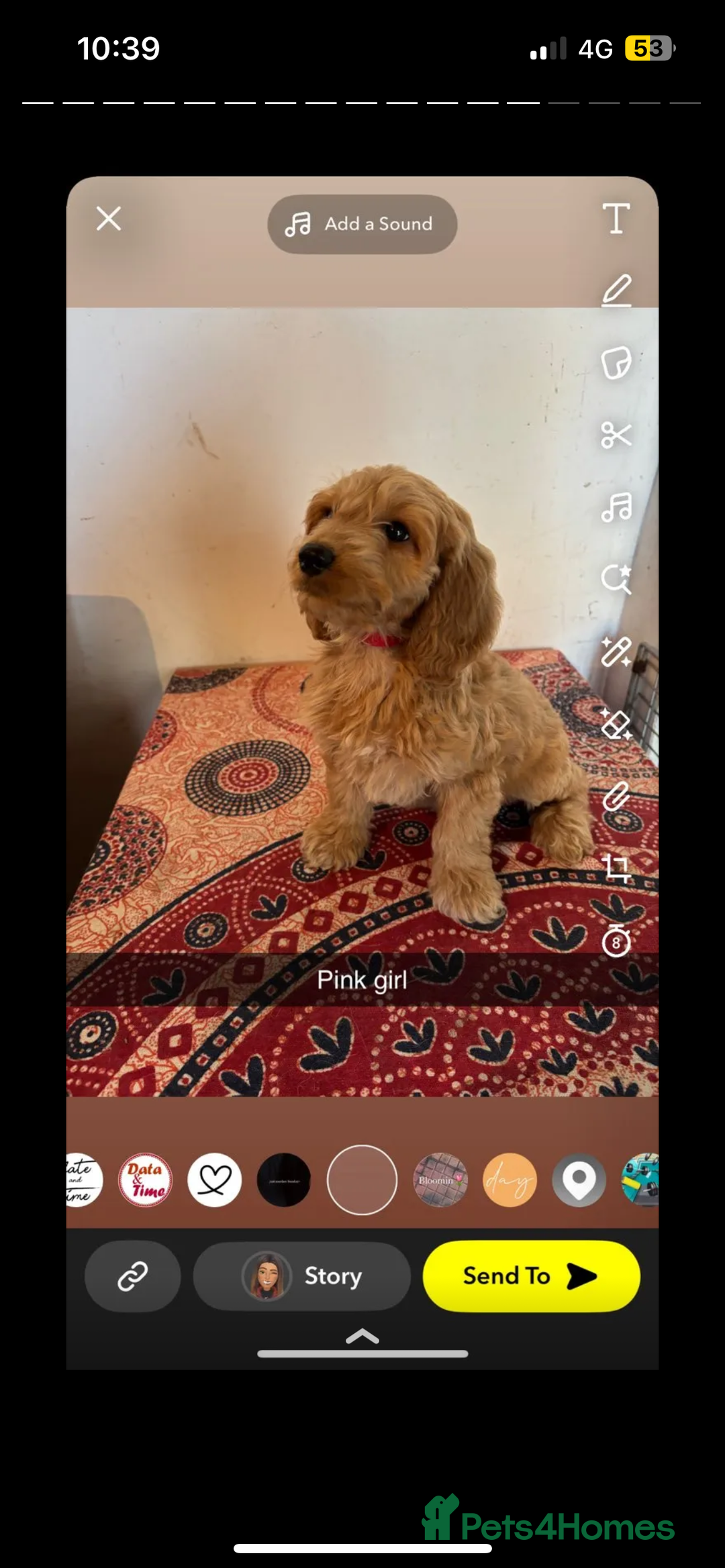 Labradoodle dogs for sale: Beautiful little labradoodles  - Image 1