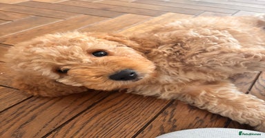 Goldendoodle dogs - Advert 3