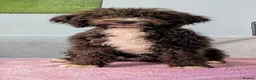 Spanish Water Dog dogs for sale: Spanish water dog - Advert 25
