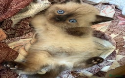 British Shorthair cats for sale: British shorthair kittens - Image 2
