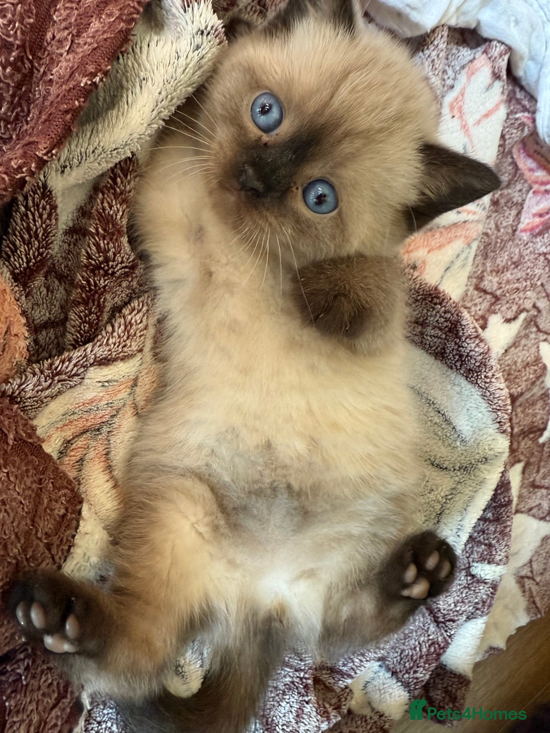 British Shorthair cats for sale: British shorthair kittens - Image 2