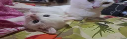 Turkish Angora cats for sale: White Turkish Angora Kittens - Advert 5