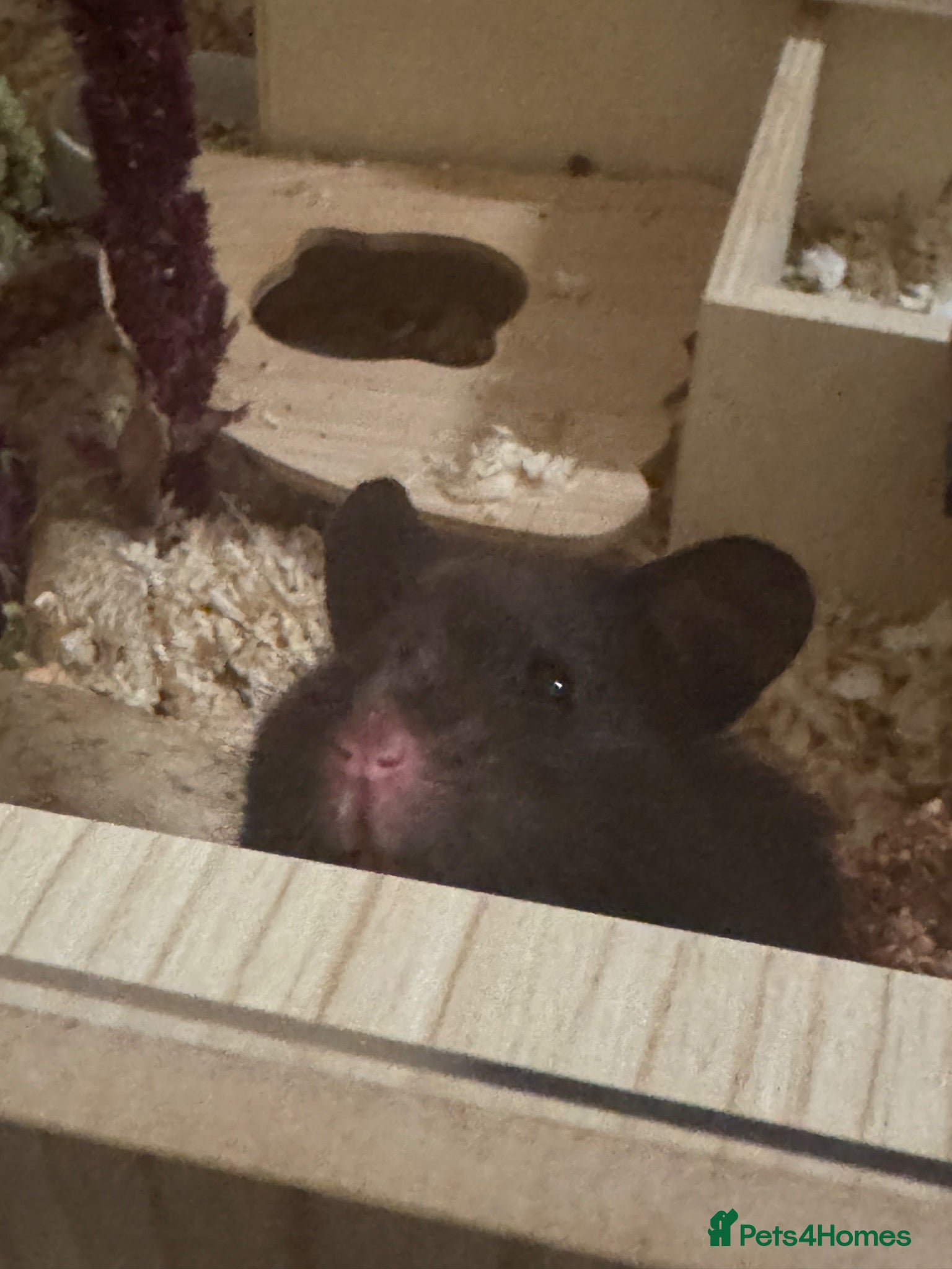 Hamster rodents Rehome Syrian hamster wicket  - Advert 5