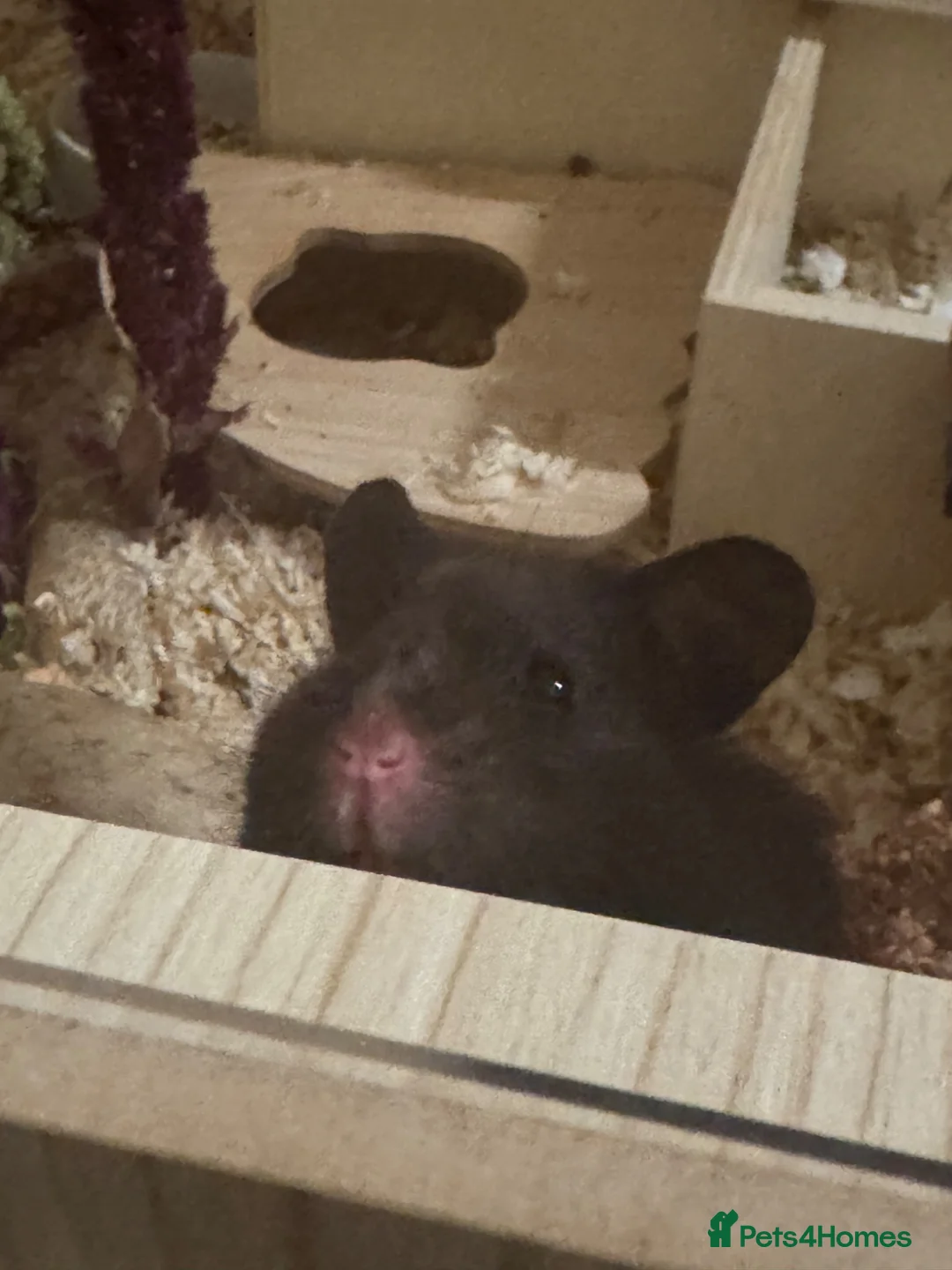Hamster rodents for sale: Rehome Syrian hamster wicket  - Advert 1