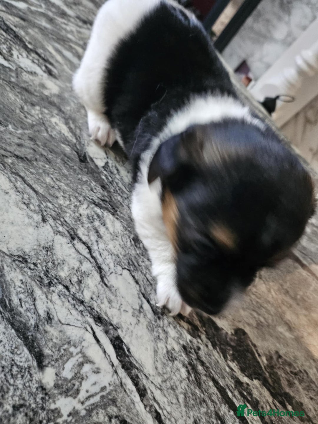 Jack Russell dogs for sale: Full pedigree jack russle pups  - Advert 19