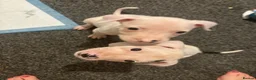 Mixed Breed dogs for sale: 2 white boy pups  in Preston - Advert 7