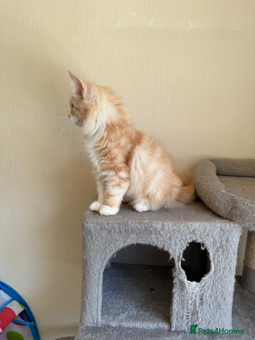 Maine Coon cats for sale: Stunning Maine coon kittens - Image 4
