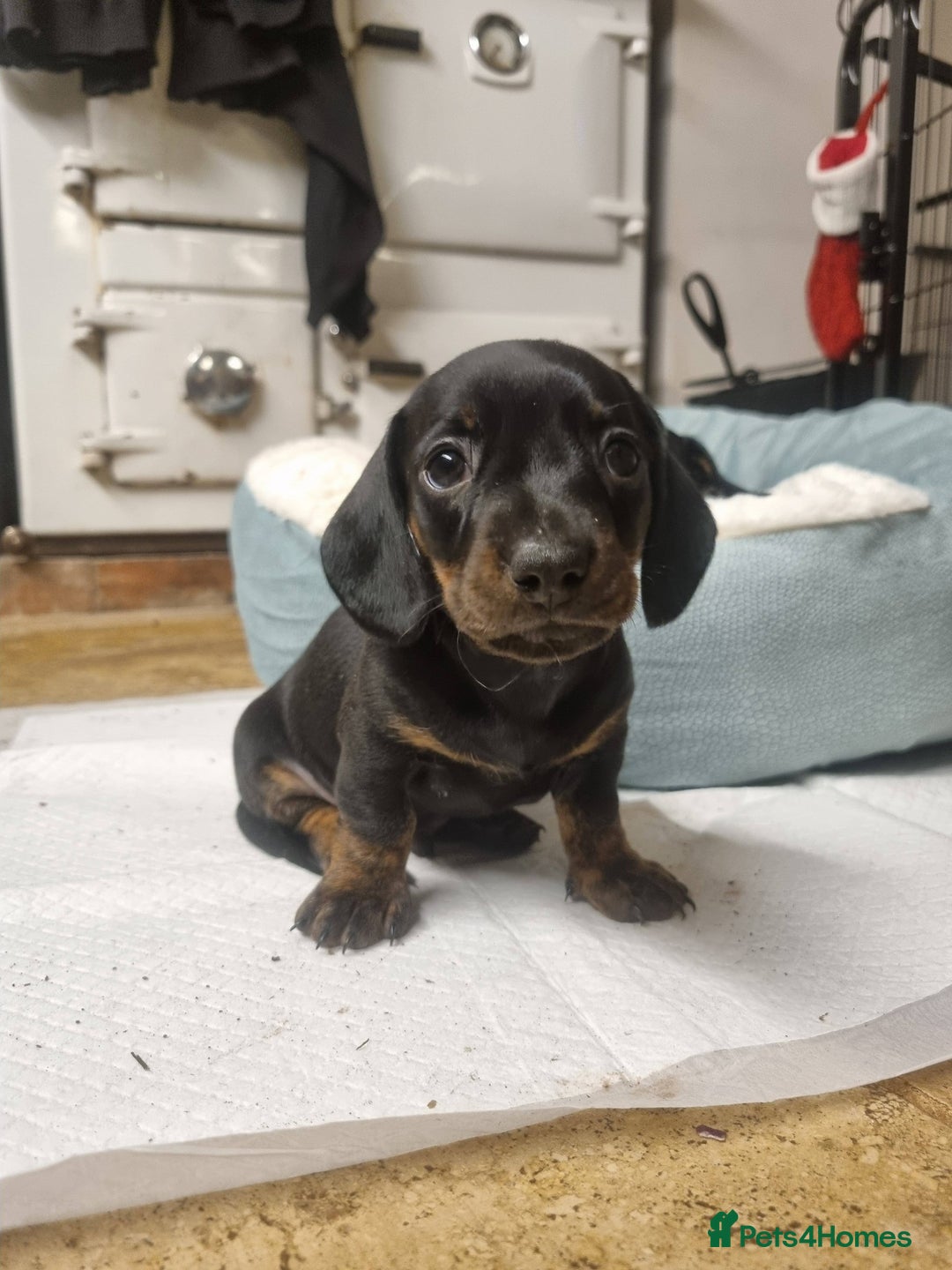 Miniature Dachshund dogs for sale: Stunning Miniature Dachshund Puppies - Advert 39