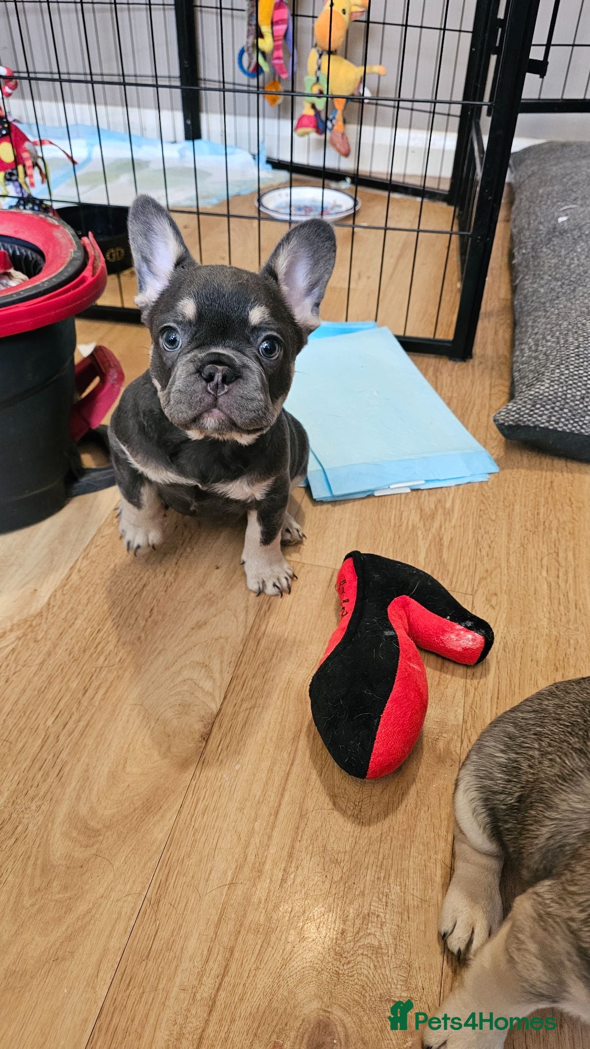 French Bulldog dogs Beautiful frenchies ready now - Advert 7