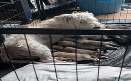 Glen of Imaal Terrier dogs for sale: Glen of Immal - Image 3