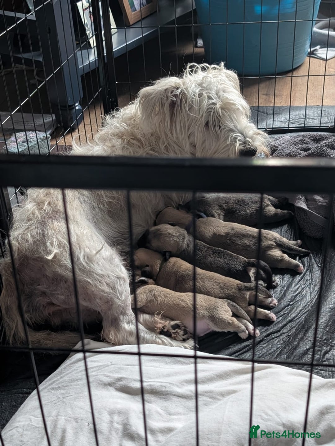 Glen of Imaal Terrier dogs for sale: Glen of Immal - Image 3