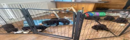 Irish Water Spaniel dogs for sale: Irish Water Spaniels  in Bishop Auckland - Advert 32