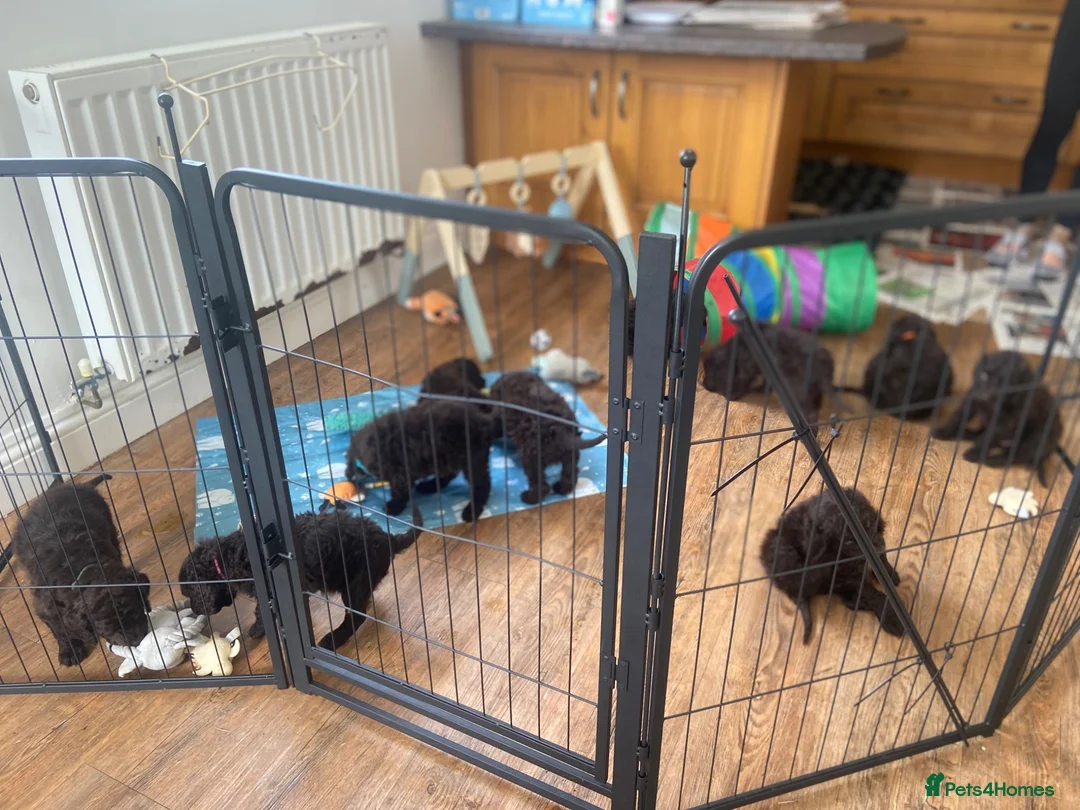 Irish Water Spaniel dogs for sale: Irish Water Spaniels  in Bishop Auckland - Advert 32