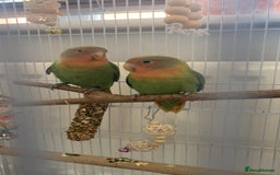 Lovebirds birds for sale: Stunning pair of bonded lovebirds  - Image 2