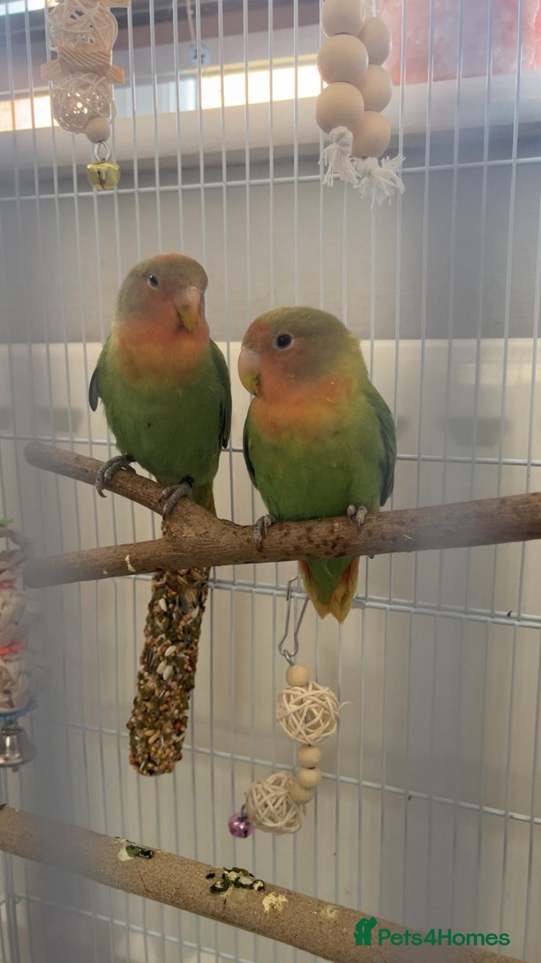 Lovebirds birds for sale: Stunning pair of bonded lovebirds  - Image 2