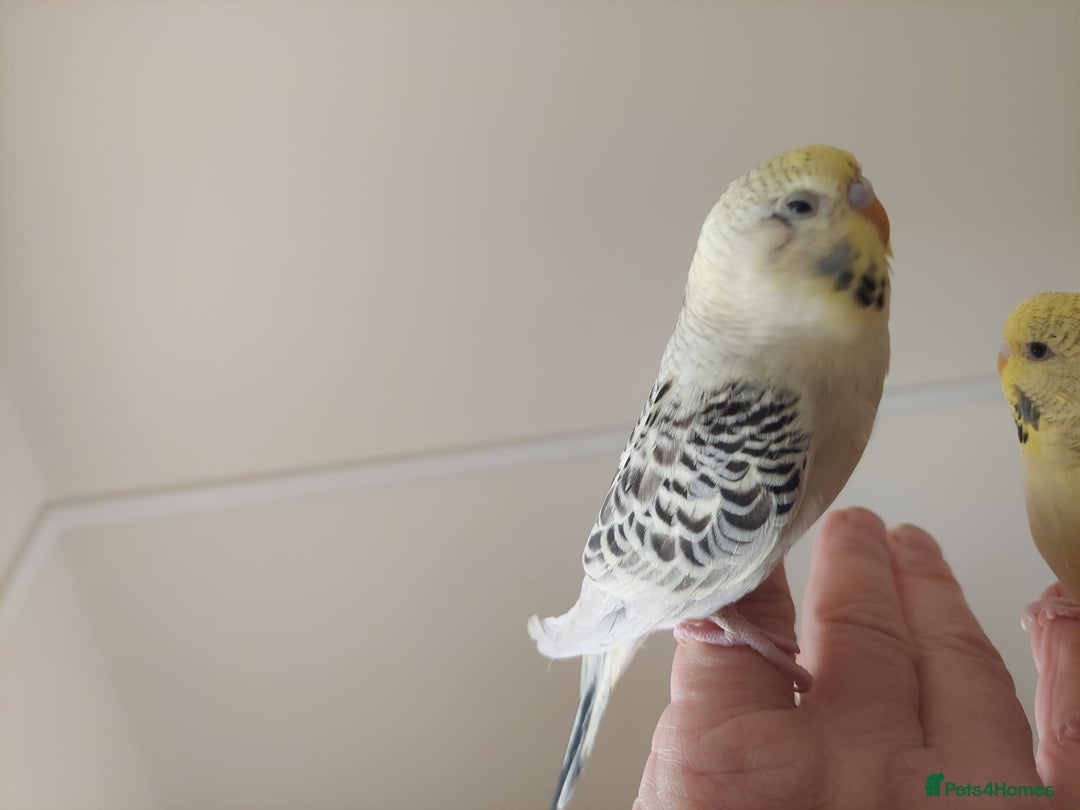 Budgerigars birds for sale: Tame Baby Budgies - Advert 10