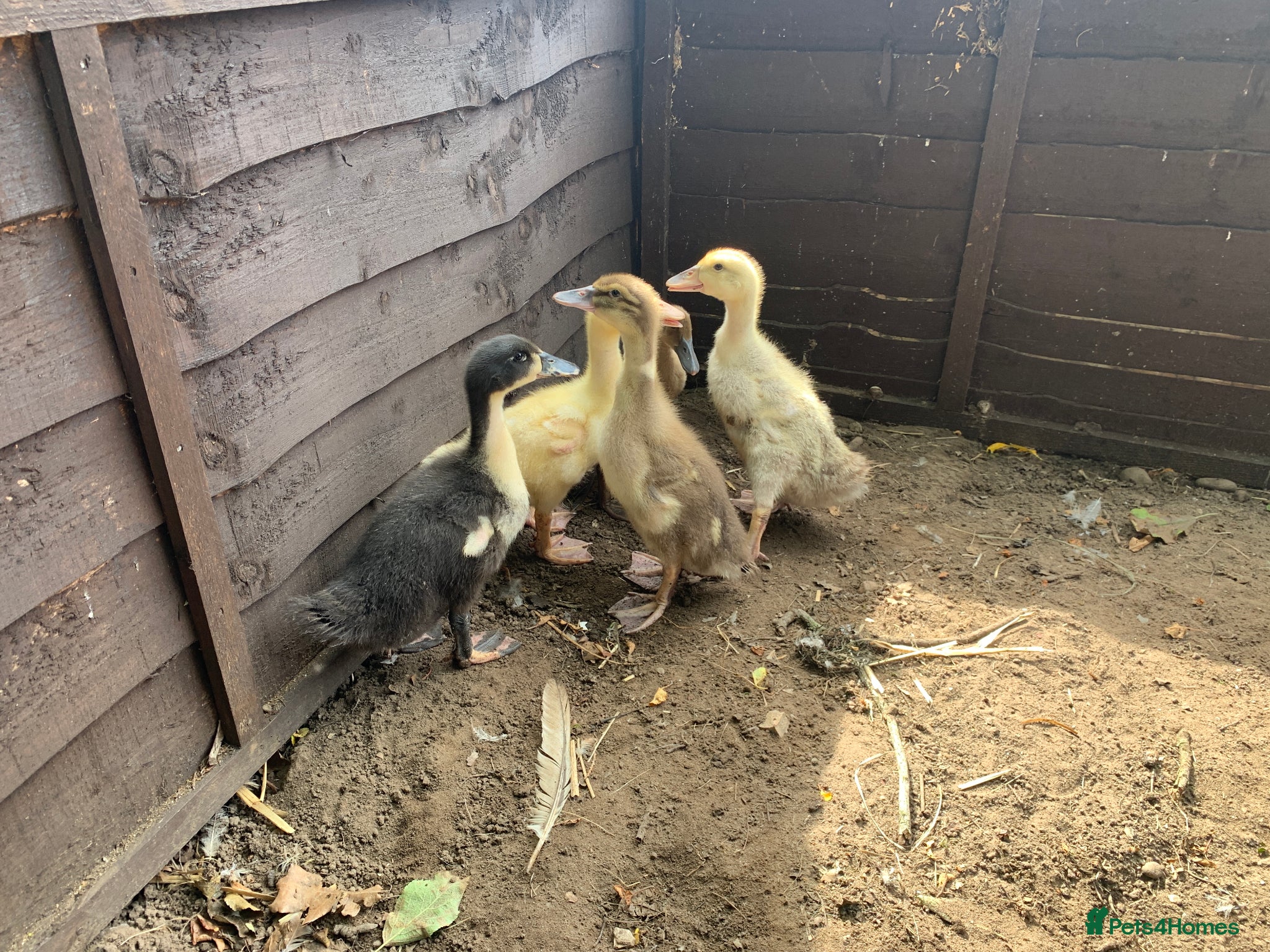 Ducks poultry for sale: Ducks for sale - 5 Ducks - Advert 5