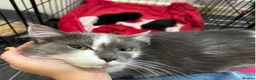 Mixed Breed cats for sale: Female kitten  - Advert 3