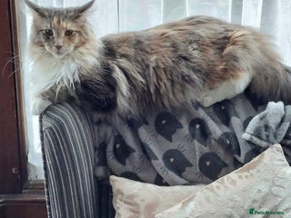 Maine Coon cats for sale: Maine coon kittens - Advert 1