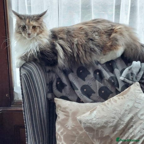 Maine Coon cats Maine coon kittens - Advert 1