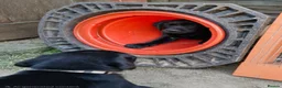 Labrador Retriever dogs for sale: **Only 1 left** KC Registered Labradors  - Advert 8