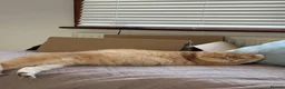 British Shorthair cats for sale: Active registered golden British shorthair queen - Advert 14