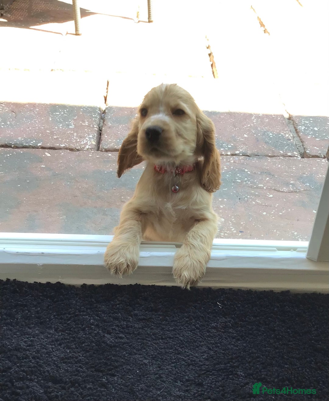 Cocker Spaniel dogs for sale: Kc reg show cockers READY TO LEAVE NOW 1 BOY LEFT - Image 7