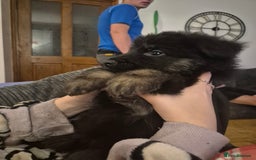 German Shepherd dogs for sale: Female german shepherd ready now - Image 4