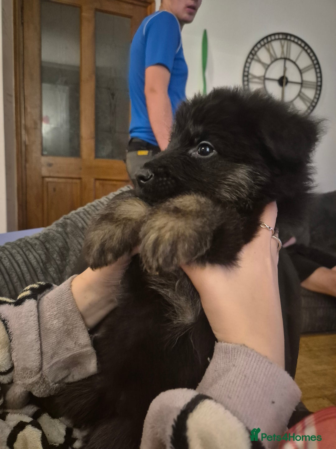 German Shepherd dogs for sale: Female german shepherd ready now - Image 4
