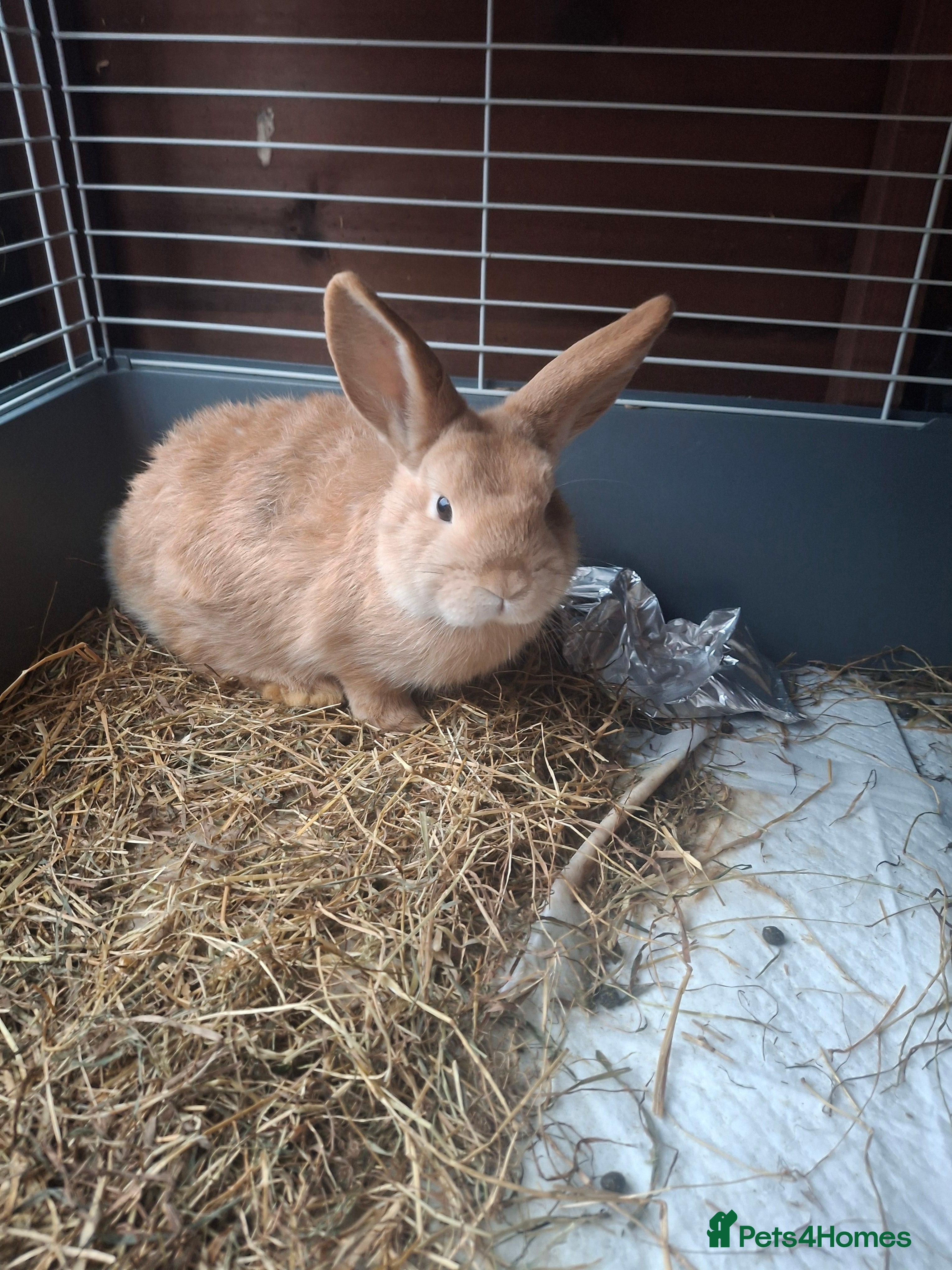 Mixed Breed rabbits Mini lop x rex - Advert 13