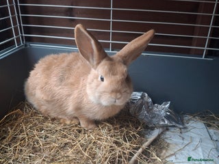 Mixed Breed rabbits Mini lop x rex - Advert 16