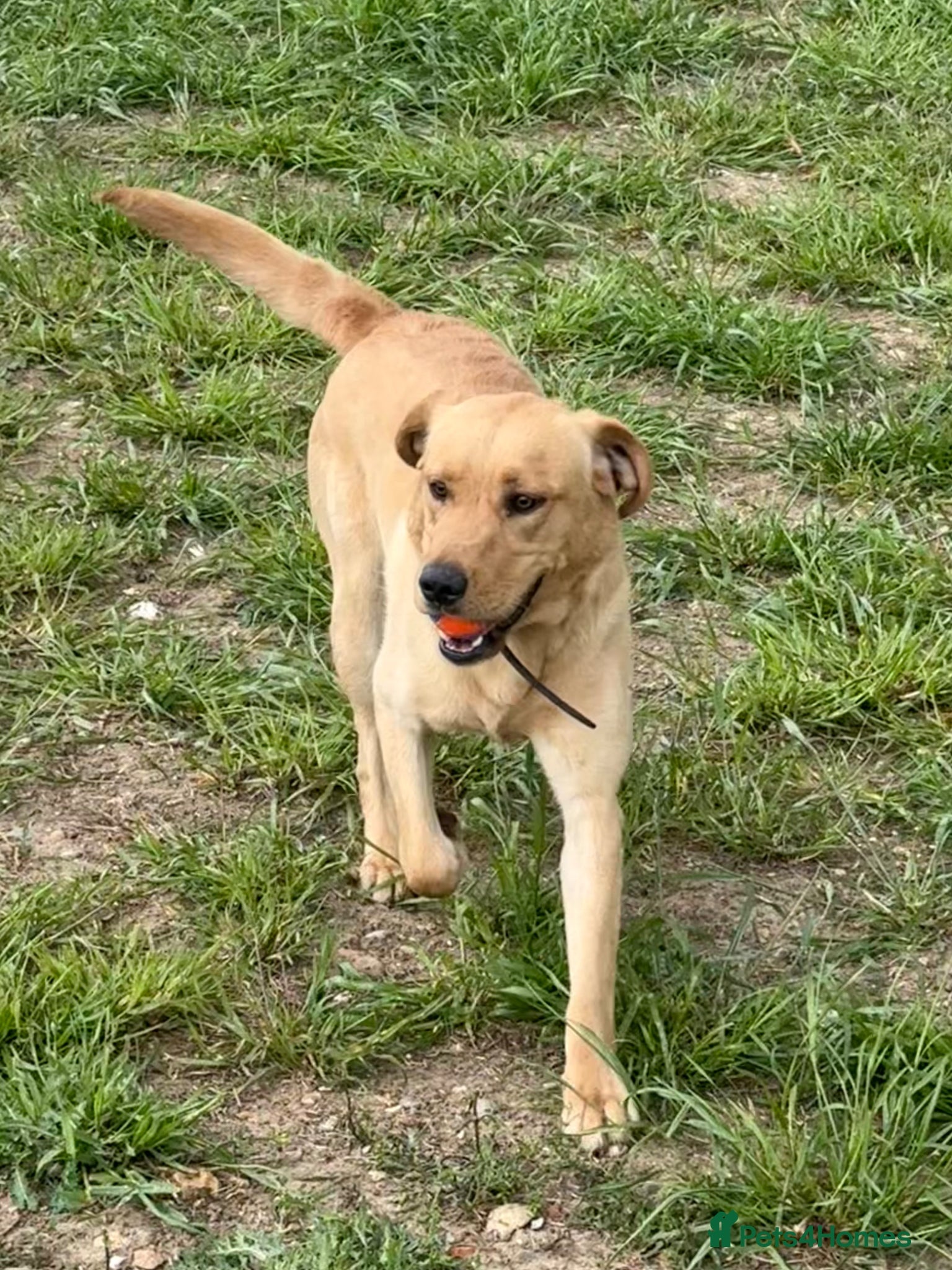 Labrador Retriever dogs Labrador male 13 months  - Advert 1