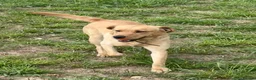 Labrador Retriever dogs for sale: Labrador male 13 months  - Advert 1