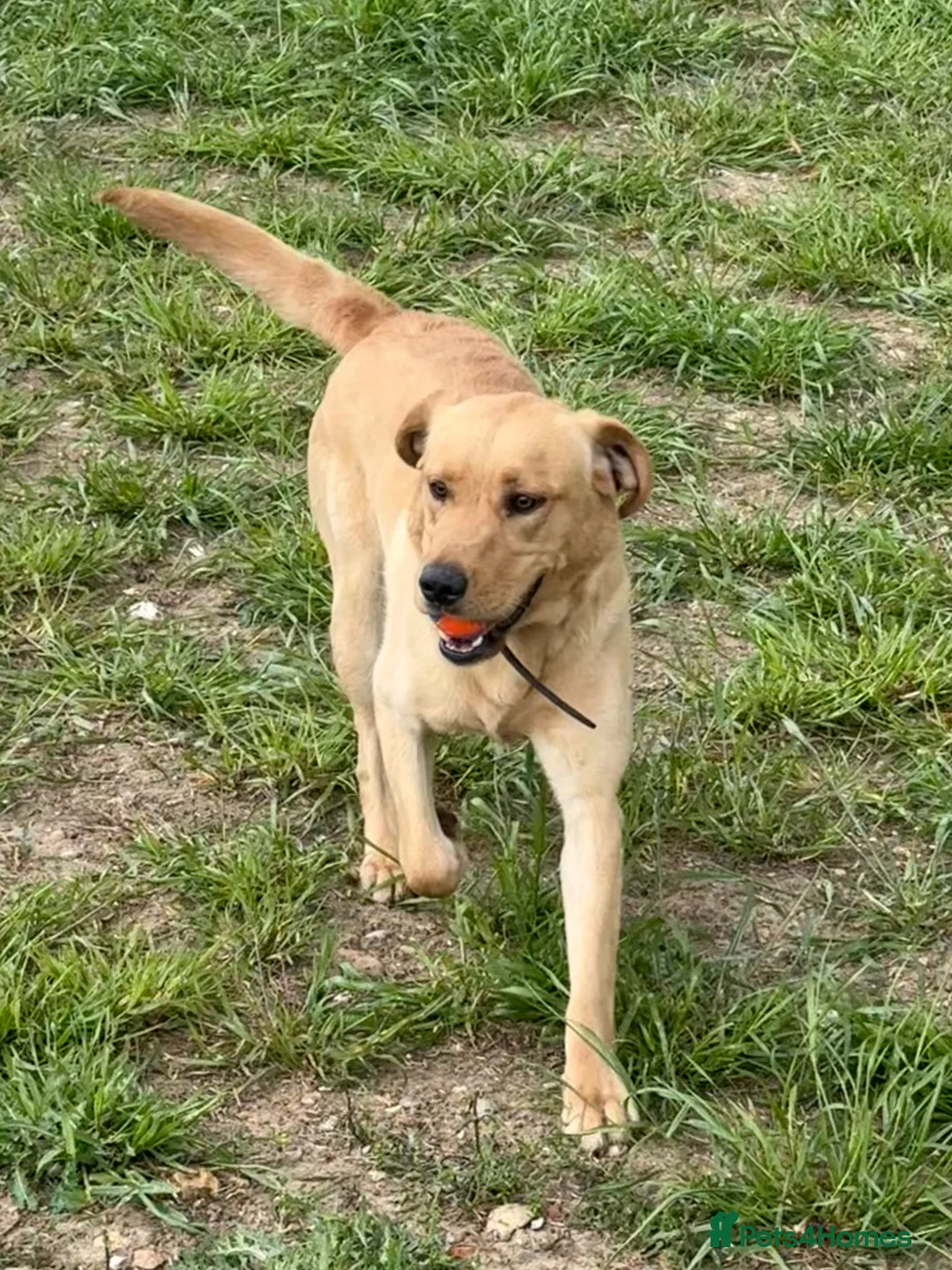 Labrador Retriever dogs for sale: Labrador male 13 months  - Advert 1
