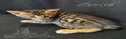 Savannah cats for sale: Excellent Quality Tica Registered Purebred kittens - Advert 13