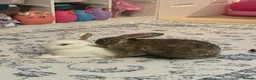 Rex rabbits for sale: Hazel and Snowy in Horsham - Advert 15