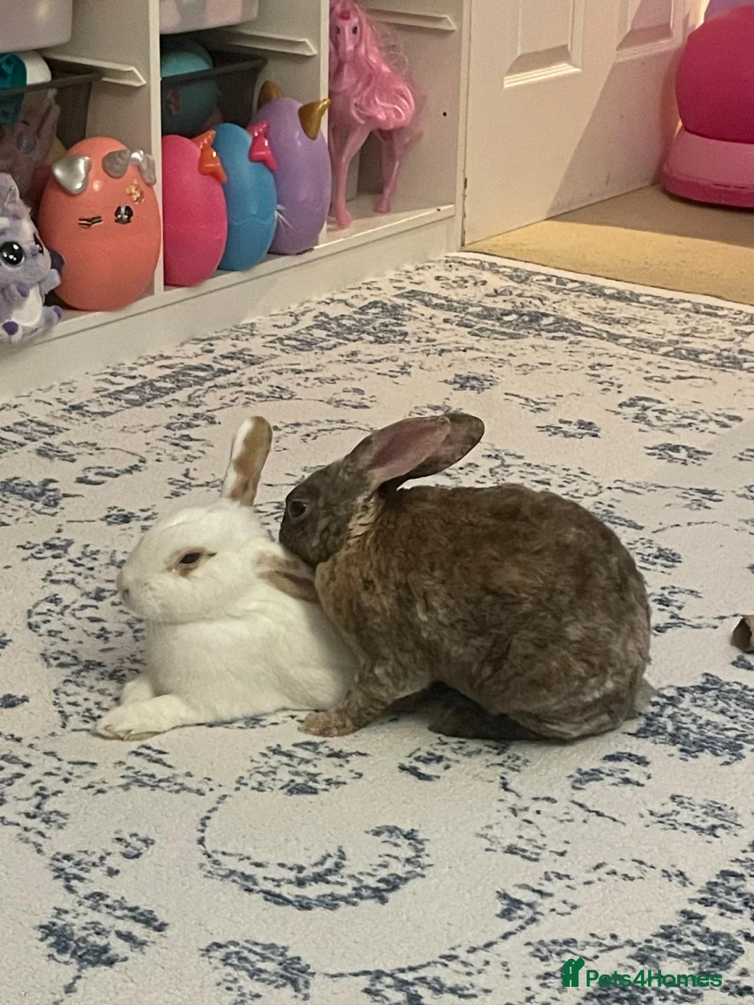 Rex rabbits for sale: Hazel and Snowy in Horsham - Advert 15