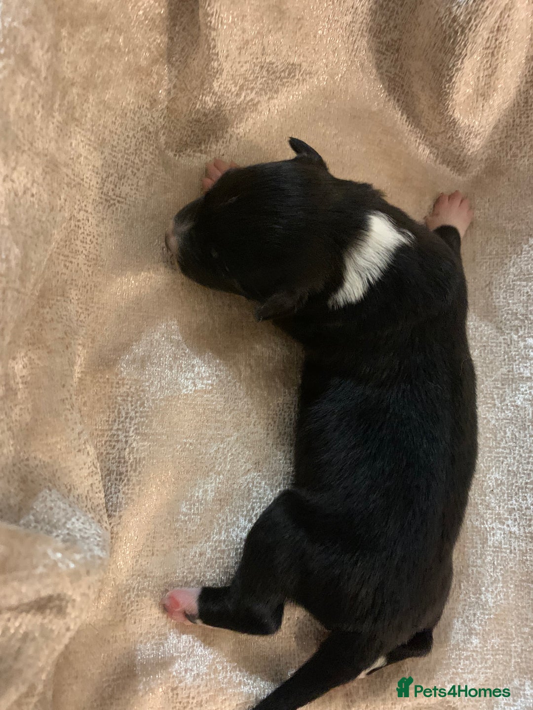 Border Collie dogs for sale: Pure Border Collie pups  - Advert 24