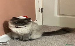 Ragdoll cats for sale: Active female pure Ragdoll - Advert 5