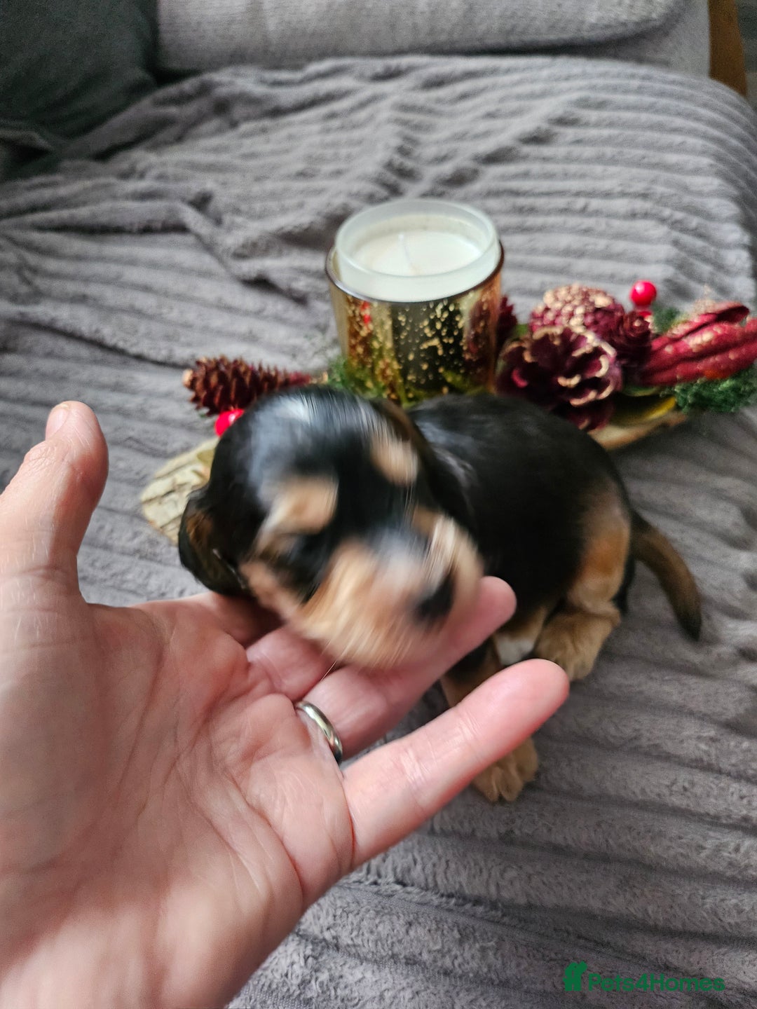 Cockapoo dogs for sale: F2 cockerpoo puppies  - Image 10