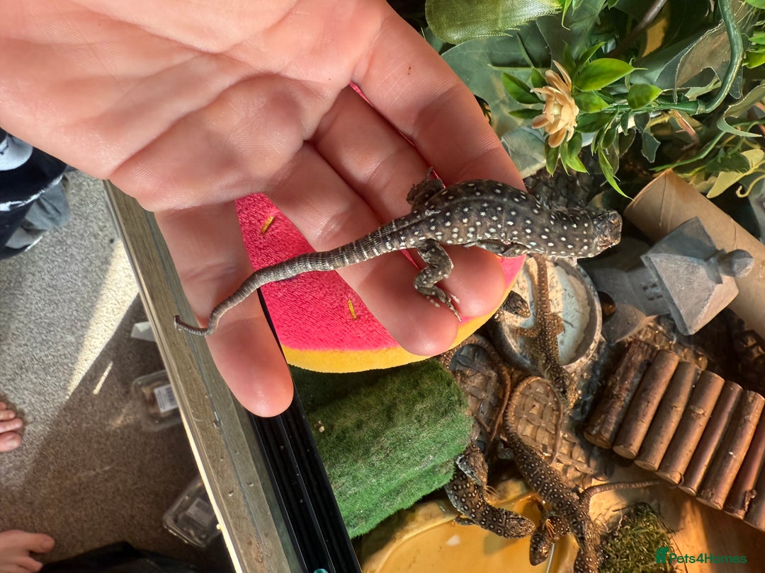 Lizard reptiles for sale: Free jewelled lacertas read description - Image 9