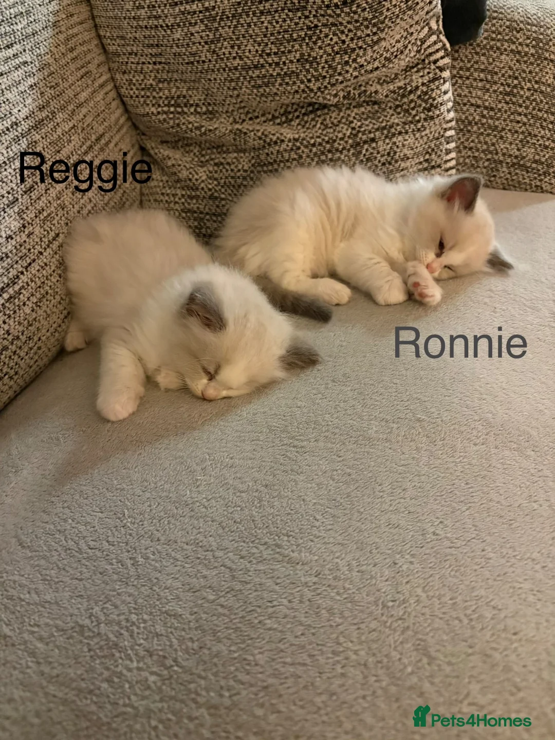 Ragdoll cats for sale: 2 handsome blue bi colour boys - Advert 2
