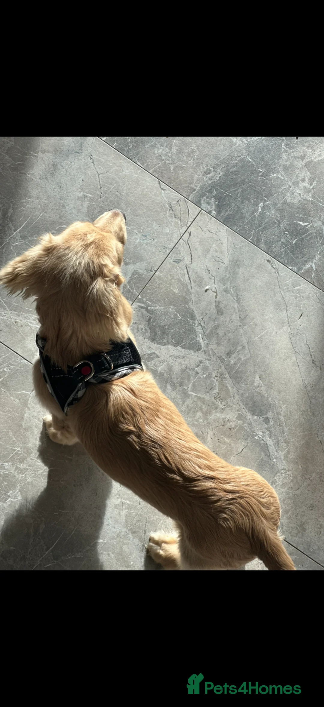 Miniature Dachshund dogs for stud: Cream true miniature stud in Winscombe - Advert 2