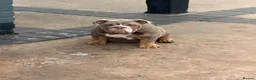 English Bulldog dogs for sale: English Bulldogs 🐾📑 - Advert 4