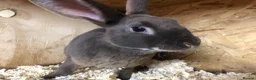 Rex rabbits for sale: Pure breed velvet mini and standard Rex rabbits - Advert 2