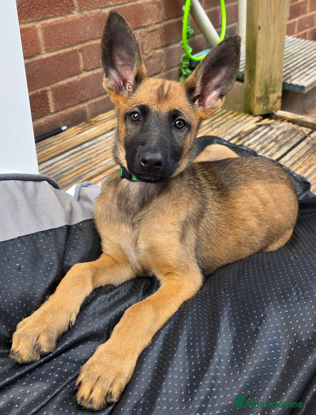 Mixed Breed dogs for sale: 11 german shepherd X Belgium malinois in Exmouth - Image 16
