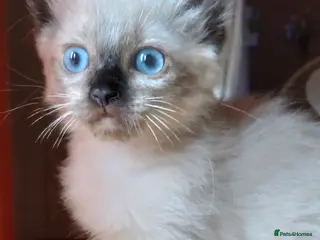 Ragdoll cats Seal point ragdoll girl - Advert 2