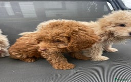 Cavapoo dogs for sale: F1b cavapoo - Image 5